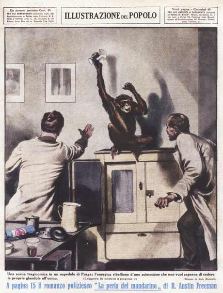 A rebellious monkey refuses to give up its glands